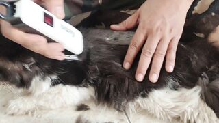 shaving a cat's fur