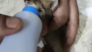 Cinta Mengalir Melalui Dot Susu