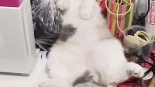 Momo Nglamun