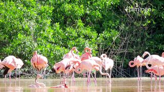 Flamingo