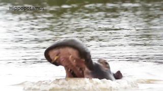 Hippopotamus