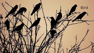 A flock of birds. Birds perched on a branch