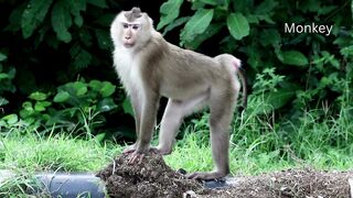 Cute monkey