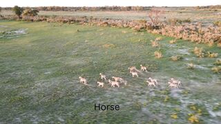A group of horses