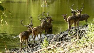 a group of deer
