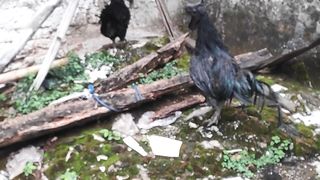 chicken black animal