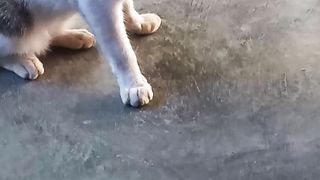 funny cat says wow