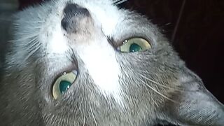 Local cat from Indonesia The Spoiled