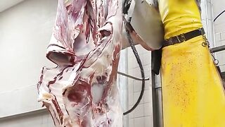 cattle splitting saw.