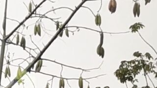 Kapok Tree