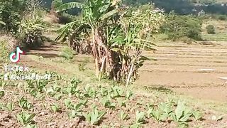 Pemandangan 15