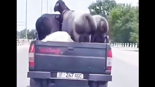 funny goat :v :v :v