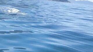 Baleia jubarte em Ilhabela