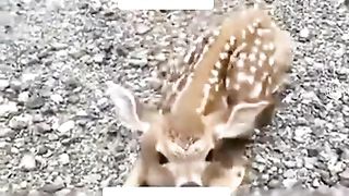 پاکستانی فلم 3