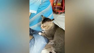 Funniest Cats and Dogs ???????? Funny Animals 2023