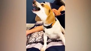 You Laugh, You Lose: Pet Memes That Will Make Your Day