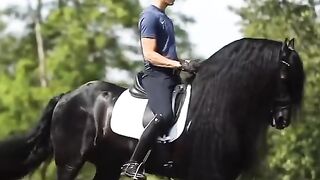 Horse 10