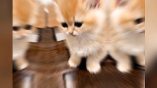 Kucing imut part 3