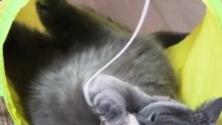 Funny Cat 33