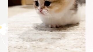 Kucing imut part 4