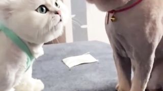 cute cats sound ????????