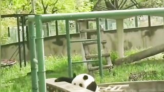 Funny panda bad day ????