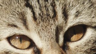 Cat Face