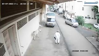 Donkey attack on old man..