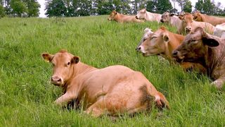 Mother cow while Baby cow