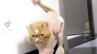 Funny Cat ever
