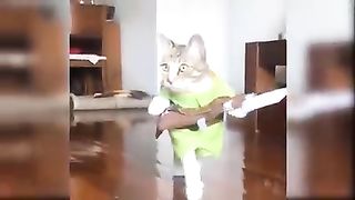 Baby Cats - Cute and Funny Cat Videos Compilation #66 - Aww Animals