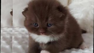 Kucing imut part 5