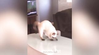 Funniest Animals 2023 ???? Best Funny Cats and Dogs ???? 2