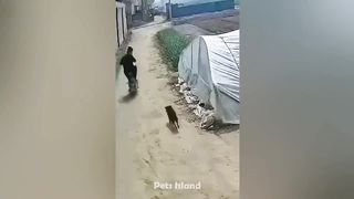 Funniest Dogs Reaction ???????? - Funniest Animals 2023