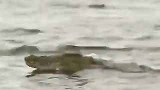 buck-nage-pour-échapper-au-crocodile-dans-la-riviere.