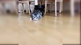 Baby Cats - Cute and Funny Cat Videos Compilation #67 - Aww Animals