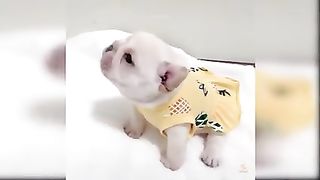 Baby Dogs - Cute and Funny Dog Videos Compilation #63 - Aww Animals