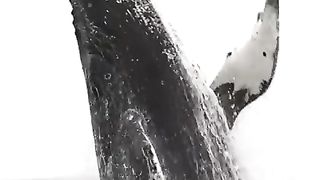 baleine-saute-hors-de-l'eau-short.