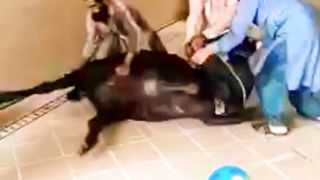 So sad amazing funny video ????????????????