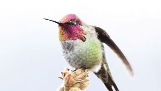 Colourful Bird ❤️