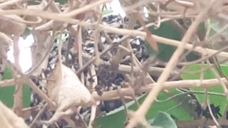 Honeybee Hives 2