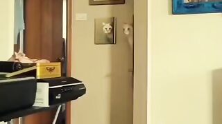 funy animal