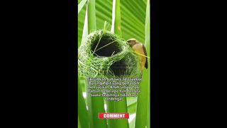 Tahukah kamu tentang burung yg diceritakan Rassulullah?