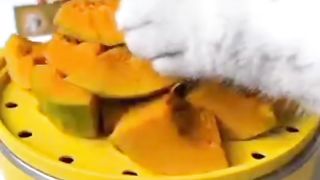 Cute cat 42