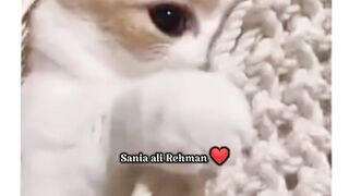 Pakistani memes ????