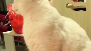 funny animal videos 2023 ???? ???????? 2