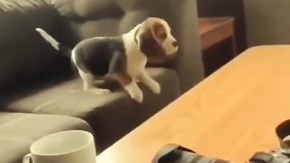 funy animal video 2