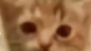 funy animal video 3