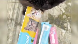 Makanan Kucing