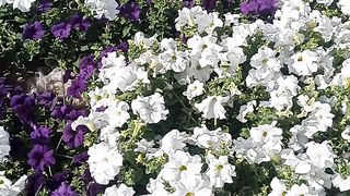 Beautiful garden....https://payup.video/u/205463